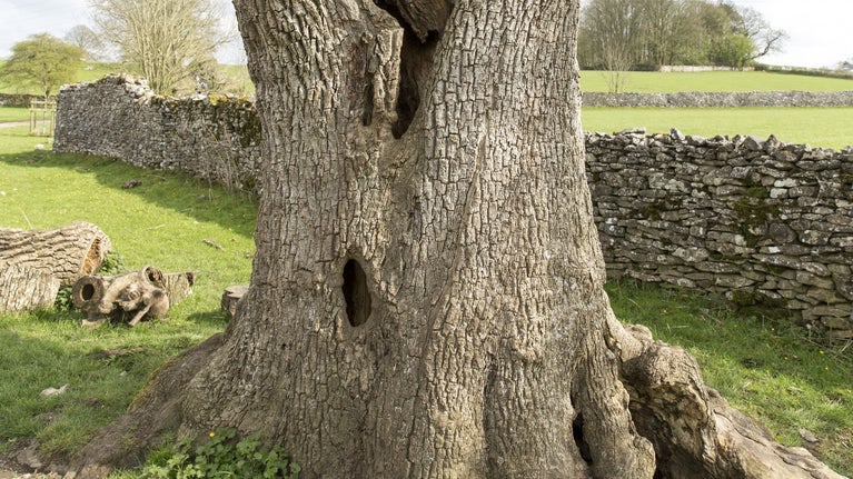 Base of an ancient tree, which is gnarled and has hollows in, standing in a field next to a dry stone wall.